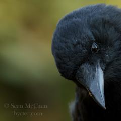 theblackcrow1