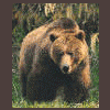 The Alaska Grizzly Bear