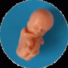 Embryo